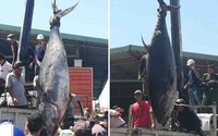 Xuất khẩu cá ngừ đóng hộp tăng vọt trong bối cảnh khó khăn chung