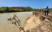 Sông Krông Ana sạt lở, hai doanh nghiệp Đắk Lắk bị yêu cầu dừng khai thác cát