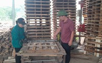 Từ làm thuê, một người Yên Bái nay thành Nông dân Việt Nam xuất sắc 2023, thu nhập tiền tỷ/năm