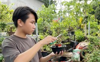 Hotboy Bình Phước sở hữu 1.000 chậu bonsai mini, làm chơi mà mỗi tháng thu 30 - 40 triệu đồng