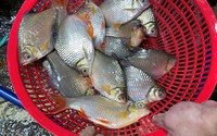 Thứ cá đồng xưa ở Tiền Giang chê lên chê xuống, nay hóa đặc sản, có nhiều xương mà thịt lại ngọt