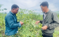 Loài nhện đỏ xuất hiện, nhiều diện tích cây sắn của nông dân Gia Lai bỗng nhiên úa vàng rồi chết