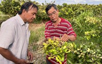 Ở Củ Chi của TP HCM dân trồng loại quả gì mà bán sang thị trường Mỹ, Úc, có lúc lên hơn 100.000 đồng/kg?