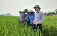 Một loài sâu gia tăng mức độ gây hại lúa và diện phân bố trong 20 năm qua