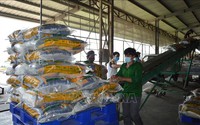 Giá gạo giảm nhiều hơn giá lúa