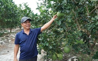 Nông dân Việt Nam xuất sắc ở Thừa Thiên Huế thu tiền tỷ/tháng từ trang trại trên vùng cát 