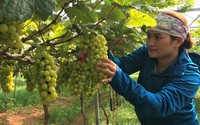 Bước chuyển biến mạnh mẽ trong sản xuất, kinh doanh, tiêu thụ nông sản, thực phẩm an toàn ở Nghệ An