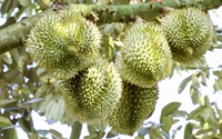 Giá sầu riêng ngày 26/9: Sầu Thái loại đẹp giảm thêm vài giá, nhà vườn trồng sầu riêng nói gì?
