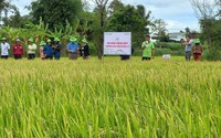 Giống lúa TBR97 và BC15 nhận được phản hồi tích cực của nông dân Gia Lai