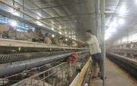 Anh nông dân Hưng Yên thụ tinh nhân tạo cho gà Đông Tảo, nở ra nghìn con như một