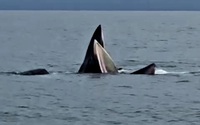 Xem đàn cá voi xuất hiện ở biển Cô Tô, thoải mái vui đùa gần tàu ngư dân