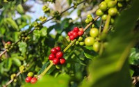 Giá cà phê ngày 28/9: Giá cà phê lại quay đầu giảm