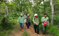 Tham gia bán tín chỉ carbon từ 296.927ha rừng, tỉnh Bình Thuận sẽ có thêm nguồn thu lớn
