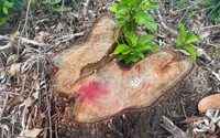 Khai thác trái phép, tàn phá rừng phòng hộ đầu nguồn tại huyện Phù Mỹ (Bình Định) 