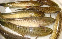 Bí ẩn loài cá đặc sản ở Ninh Bình xưa đọc đến tên nghe phì cười, chỉ dành cho vua siêu quý hiếm