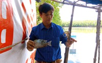 Cho 3 con đặc sản này "chung nhà" trong ao cây ngập mặn ở Bình Định, chả thấy "cãi nhau" mà còn lớn đều