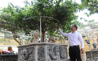 Tỷ phú nông dân ở Đồng Nai là người trồng số lượng cây hoa nhài cổ thụ nhiều nhất Việt Nam, ông là ai?