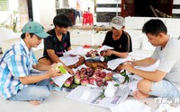 Loại quả ngon này bán thành công ra nước ngoài đang mang tiền tỷ cho nông dân một xã ở Cần Thơ