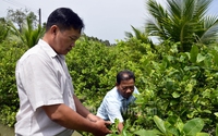 Danh sách dài các loại trái cây đang tăng giá tốt ở Trà Vinh, nhà nào cắt bán là trúng