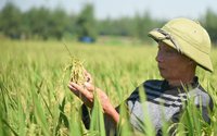 Động lực hoàn thiện bảo hiểm nông nghiệp: Vì sao bảo hiểm nông nghiệp vẫn chưa cất cánh? (Bài 2)