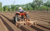 Một huyện của tỉnh Thái Bình, hàng nghìn tấn hạt rau, hạt ngô, khoai tây đã gieo xuống cánh đồng, chờ vụ đông thắng lợi