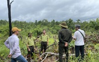 Đáng báo động phá rừng ở Đắk Lắk: Mang chó đi cảnh giới, cho trẻ em bơm thuốc độc, khoan đục thân cây