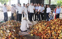 Hội Tiểu nông Cuba tham quan vùng nguyên liệu ca cao rộng gần 700ha tại Đồng Nai