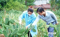 Loại cây dại có gai nhọn này ai thấy cũng né, một anh Phú Yên làm kiểu gì mà lại "biến" thành tiền?