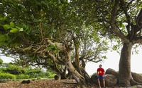 Một hòn đảo rộng  2,3km2 cách bờ biển Quảng Trị 30km, 70% diện tích đảo là rừng nguyên sinh, vô số cây cổ thụ