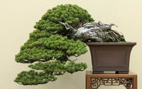 Cây cảnh bonsai đắt nhất thế giới, giá hàng triệu đô, sống nghìn năm, vật báu gia truyền chiêu may, rước lộc