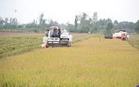 Ở Tiền Giang, loại hạt chủ lực này đang giá tốt, nông dân hối hả vào vụ Đông xuân