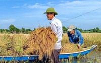 Vì sao nông dân nơi này ở Cà Mau trồng lúa thành công trên đất mặn với "thần thái" tự tin?