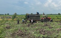 Có diện tích trồng lớn thứ hai cả nước, tỉnh Tây Ninh vẫn phải nhập thêm một thứ củ lắm bột từ Campuchia 