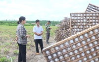 Ở Kon Tum, dân đang trồng loại cây chỉ vặt lá làm thức ăn nuôi loài vật này, nhà nào cũng kiếm bộn tiền