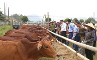 Ninh Bình: Bàn giao 78 con bò lai Zebu sinh sản cho các hộ nghèo, cận nghèo tại Yên Mô