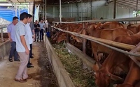 Nuôi bò, nuôi gà trên đệm lót sinh học Sơn La, vật nuôi khỏe, nông dân đỡ hẳn việc dọn dẹp, giảm chi phí