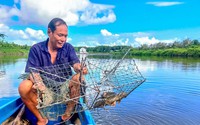 Mô hình đa canh ở nơi này của Cà Mau, dân nuôi con gì, trồng cây gì mà nhanh có tiền, ăn chắc mặc bền?