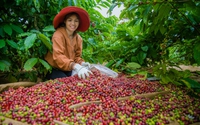 Ở Đắk Nông, giá cà phê "nhảy múa loạn xì ngầu", hãy nghe nông dân trồng cà phê bày cách ứng phó