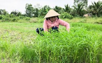 Mang tiếng là rau rẻ tiền, ấy thế mà chị nông dân Kiên Giang trồng thành công, "hưởng lương" 15 triệu/tháng