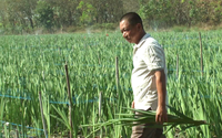 Trồng thành công loại hoa xứ lạnh trên vùng đất “nắng cháy da người”, anh nông dân Tây Ninh thu tiền tỷ