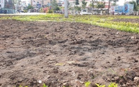 Hoa trồng khô héo tại vòng xoay trung tâm TP.Cà Mau đã được nhổ bỏ sau phản ánh của Dân Việt