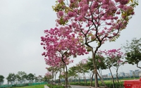 Ngỡ ngàng với vẻ đẹp của hoa phong linh tím lần đầu xuất hiện ở Hà Nội