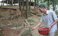 Thả trên đồi con vật có nguồn gốc động vật hoang dã, ông nông dân Thái Nguyên tự hưởng lương cao