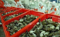 Trung Quốc, Mỹ, Nhật Bản tăng mua tôm, cá tra, cá ngừ... chuyên gia dự báo gì về hồi phục xuất khẩu thủy sản?