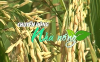 Chuyển động Nhà nông 27/2: Tỷ lệ cơ giới hóa trong sản xuất lúa của Hải Dương đứng đầu vùng đồng bằng sông Hồng