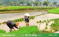 Ra Giêng đi cấy