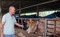 Nuôi con vật ví như "cỗ máy sản xuất thịt nạc", anh nông dân Bình Định tự trả lương 30-40 triệu/tháng