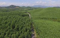 Việt Nam lọt top 15 quốc gia có tiềm năng bán tín chỉ carbon rừng, có thể bán 40 triệu tín chỉ, thu 5.000 tỷ