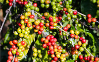 Giá cà phê ngày 28/2: Thị trường đồng tăng vọt, trong nước mỗi kg cà phê có thêm 1.700-1.900 đồng