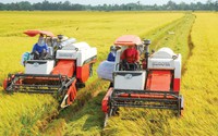 2 thị trường gạo chính của Việt Nam phải tăng mua vào
